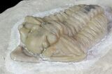 Rare, Spathacalymene Trilobite - Indiana (Special Price) #68860-3
